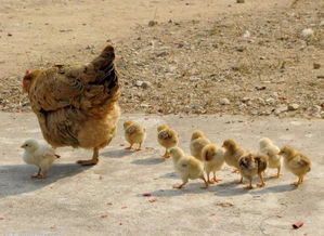 老母鸡三个月不下蛋,突然野外领了一群小鸡回家了 新闻 蛋蛋赞