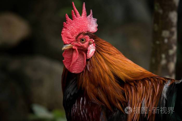 红色丛林家禽的头部关闭模糊背景照片-正版商用图片0277r9-摄图新视界