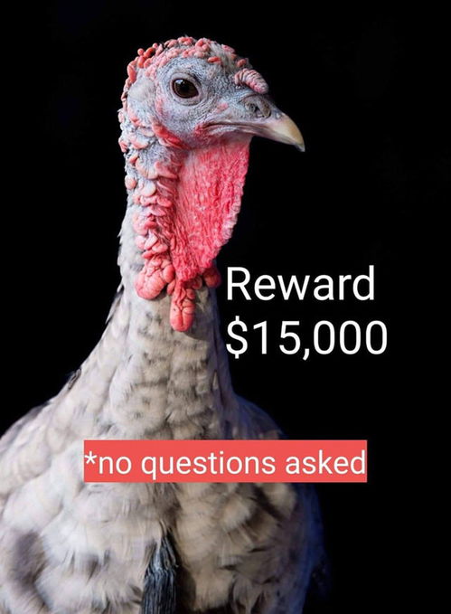 加州女子悬赏近10万元寻找 火鸡妈妈 ,这无疑是北美最昂贵火鸡