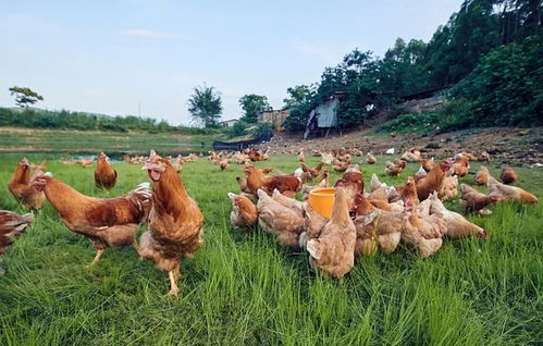 人类为什么吃食草动物的肉,却不怎么吃食肉动物的肉 看完涨知识